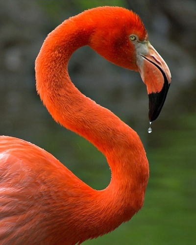 Photo:  Flamingo in orange 